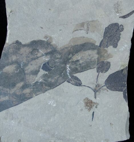 Fossil Leaf Multiple Plate - Utah #3461